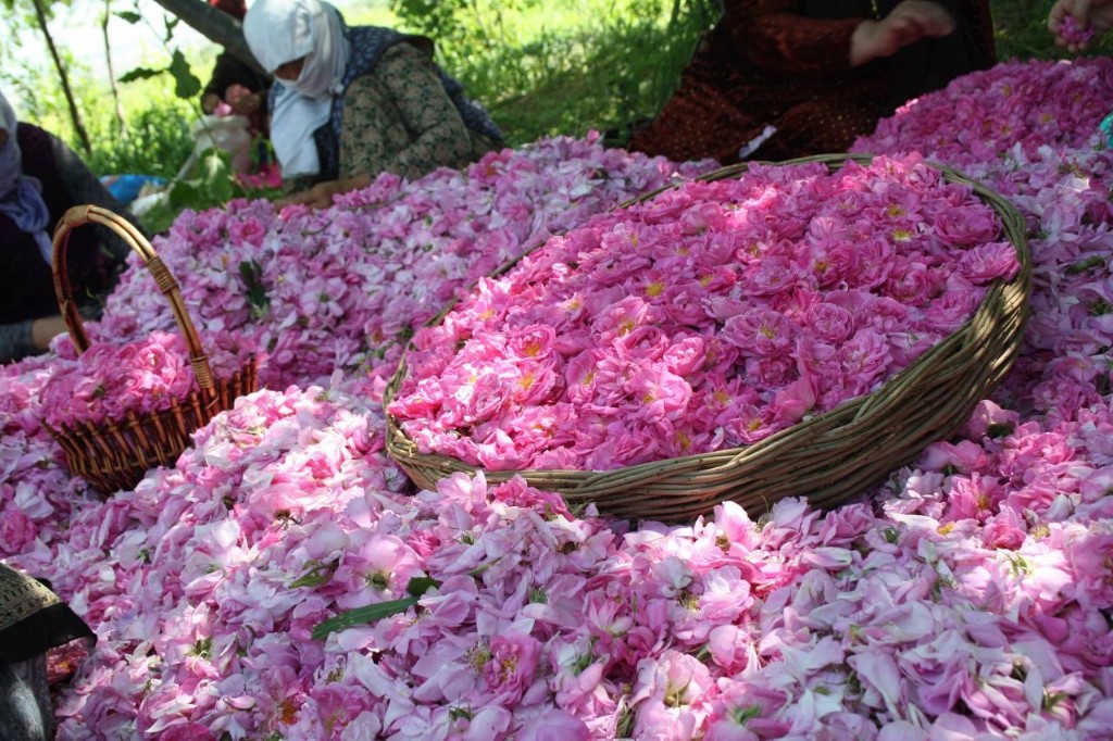 Woven baskets overflowing with harvested pink roses.