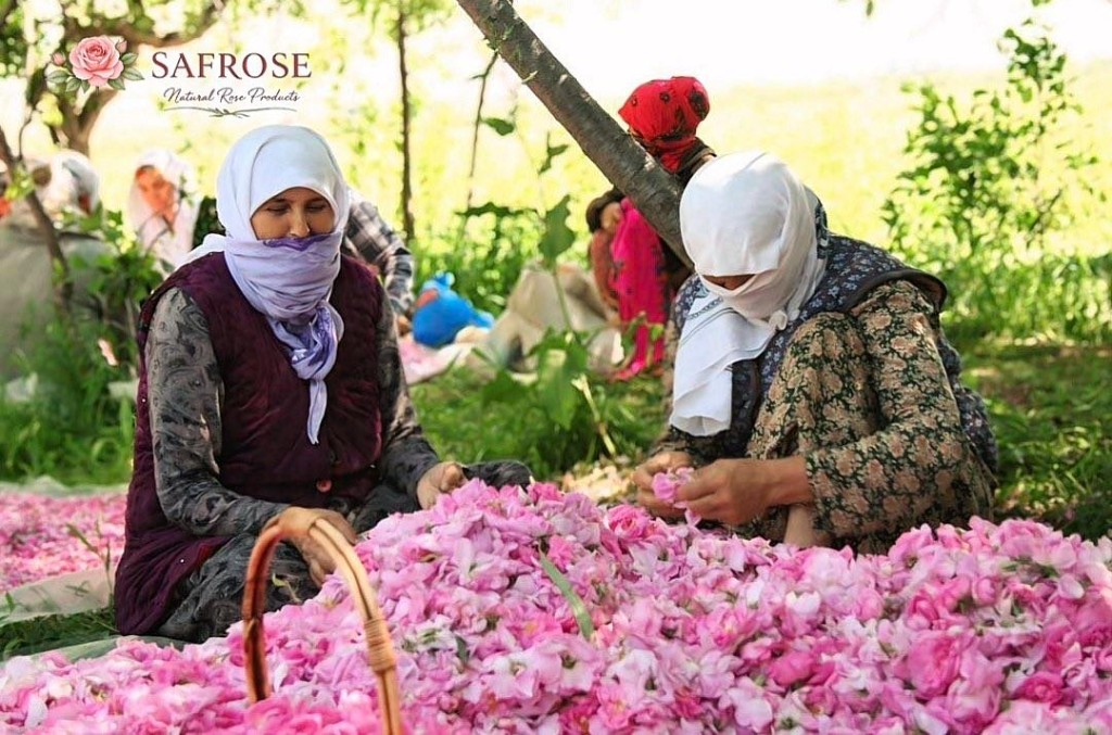 Harvesters sorting fresh rose blossoms during the SAFROSE rose harvest.